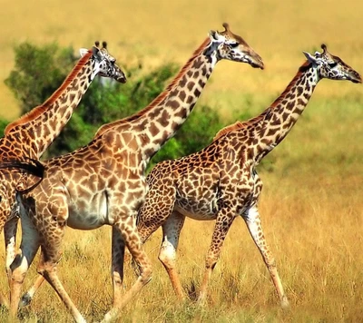 Trio de girafas em safári africano