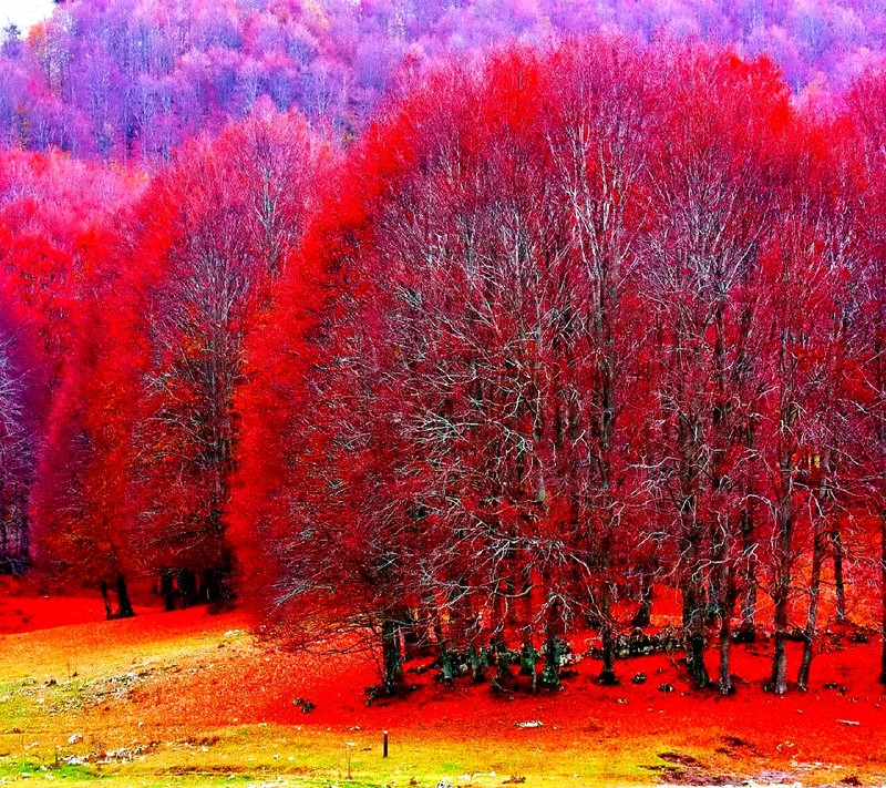 Des arbres avec des feuilles rouges dans un champ avec une clôture (rose)