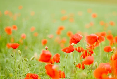 Amapolas vibrantes en un prado iluminado por el sol