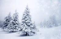 christmas tree, snow, winter, tree, frost wallpaper