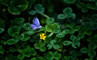 A vibrant blue butterfly perched among lush green clovers and a bright yellow flower.