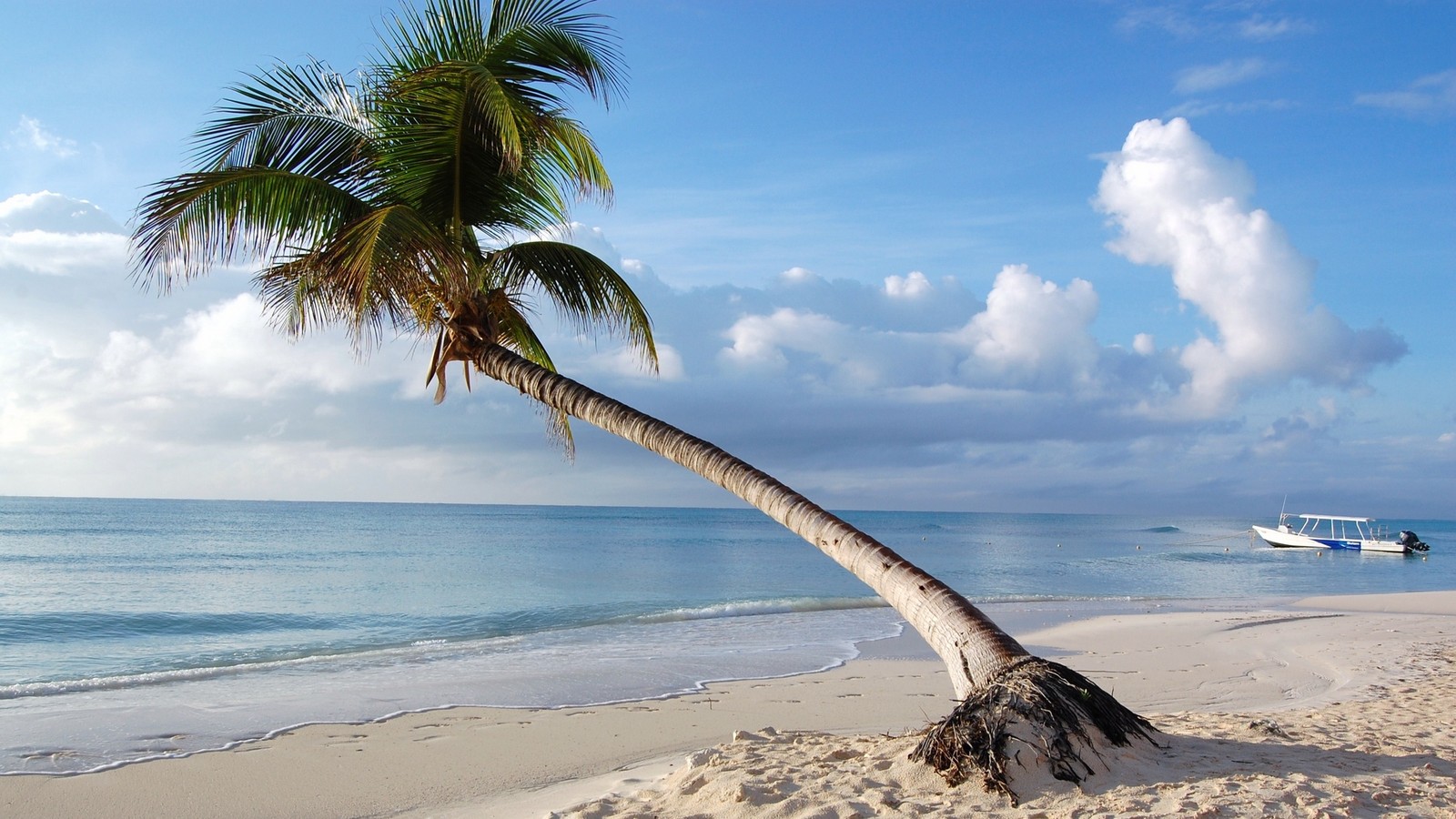 Téléchargez le fond d'écran palmier, tropiques, plage, caribéen, mer