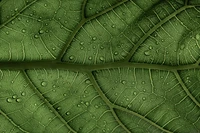 Gros plan d'une feuille verte avec des gouttes d'eau et des veines complexes