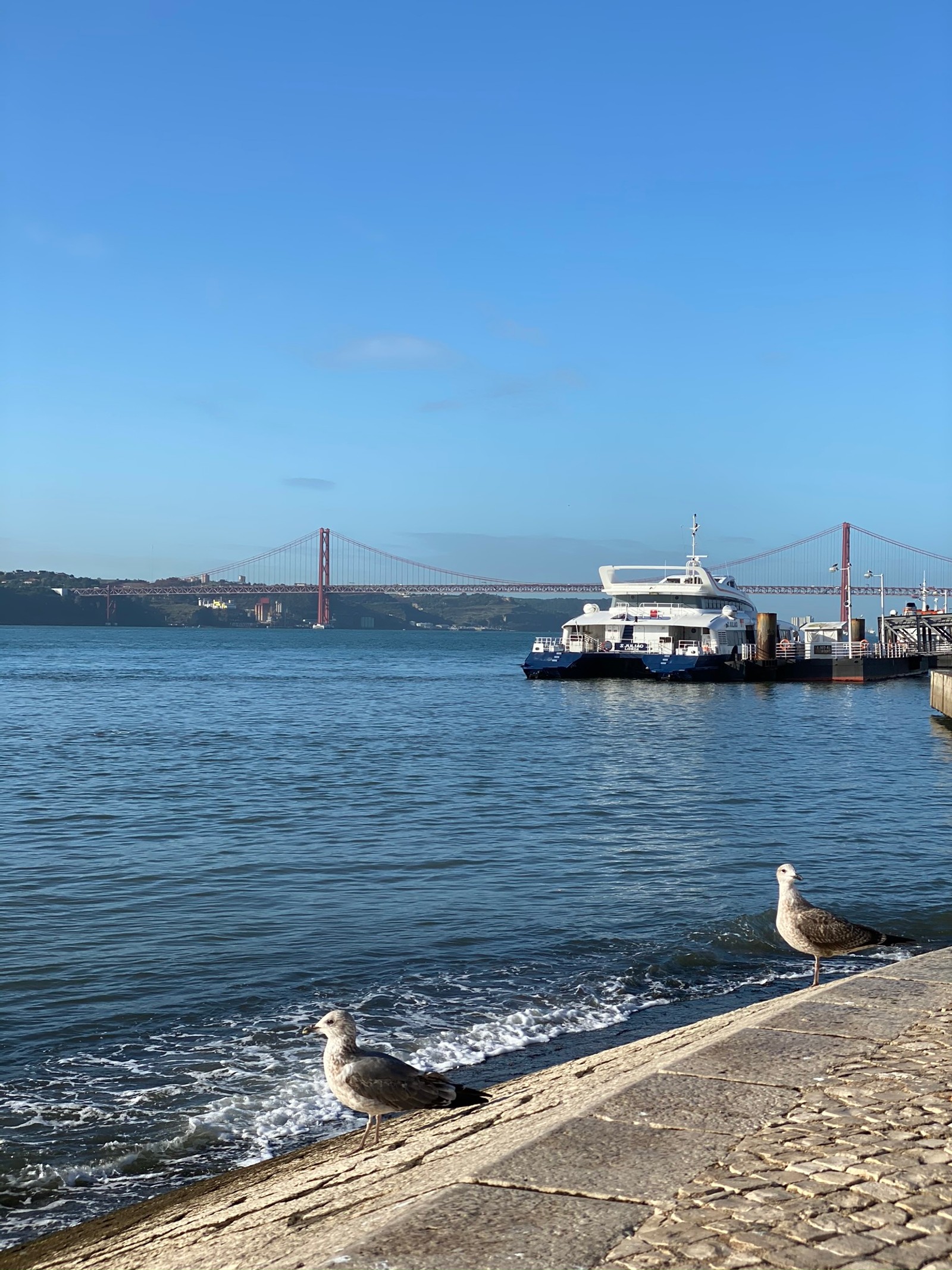 Duas gaivotas estão paradas na beira da água (mar, ferry, água, navio de passageiros, navio)