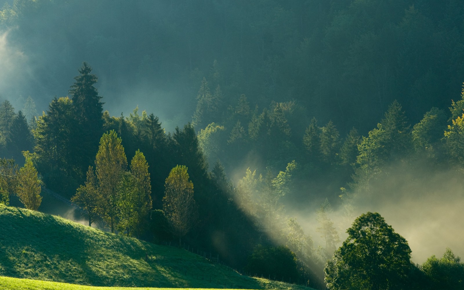 forest, tree, green, nature, cloud wallpaper