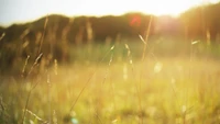 La lumière du soleil du matin illumine les herbes dorées dans un champ de prairie.