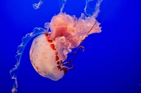 Méduse bleue gracieuse dans les profondeurs de l'océan