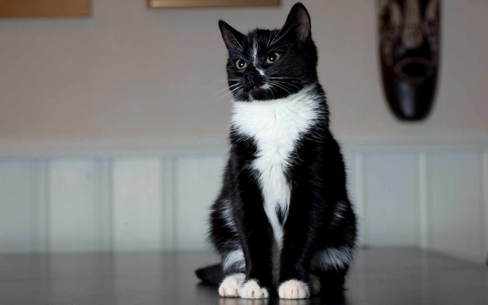 Há um gato preto e branco sentado em uma mesa (gato bicolor, gatinho, gato preto, focinho, gato siamês)