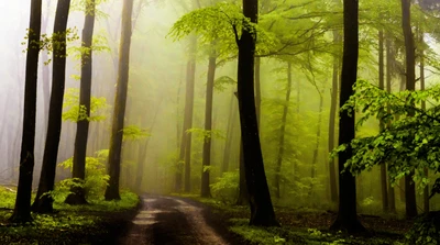 Caminho nevoento através de uma floresta verdejante