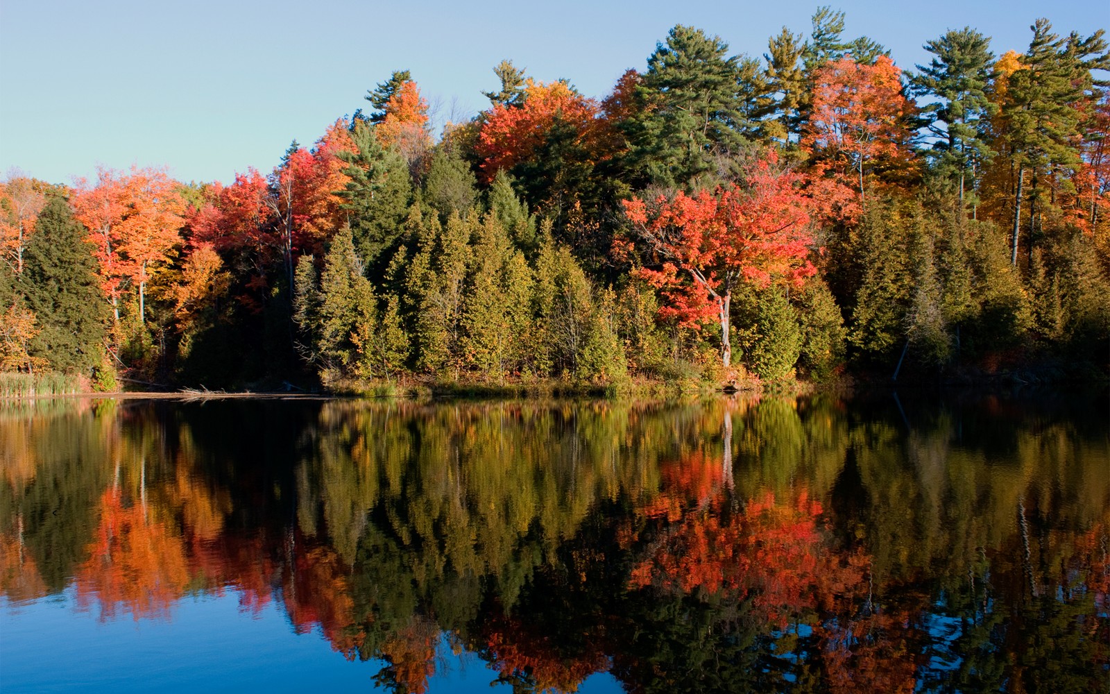 reflection, nature, leaf, autumn, wilderness wallpaper