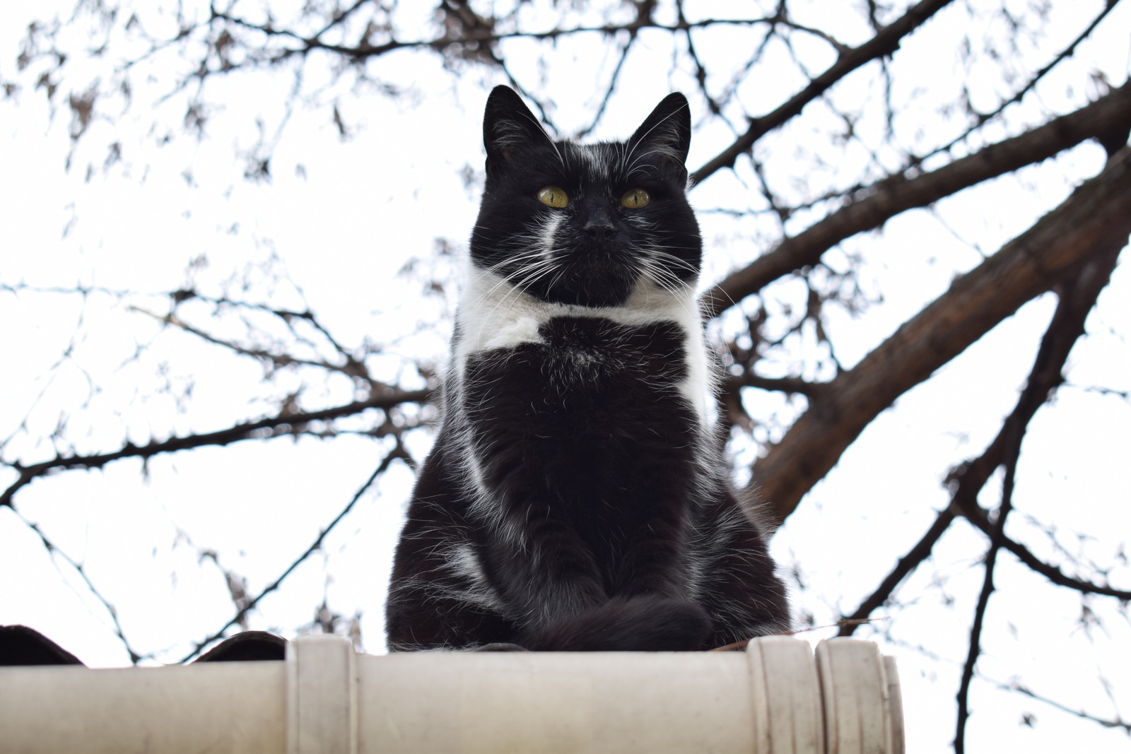 Um gato preto e branco sentado em um tubo branco (gato, gato bicolor, gato preto, felidae, bigodes)