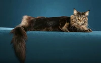 Majestoso gato Maine Coon com pelagem exuberante e olhos marcantes