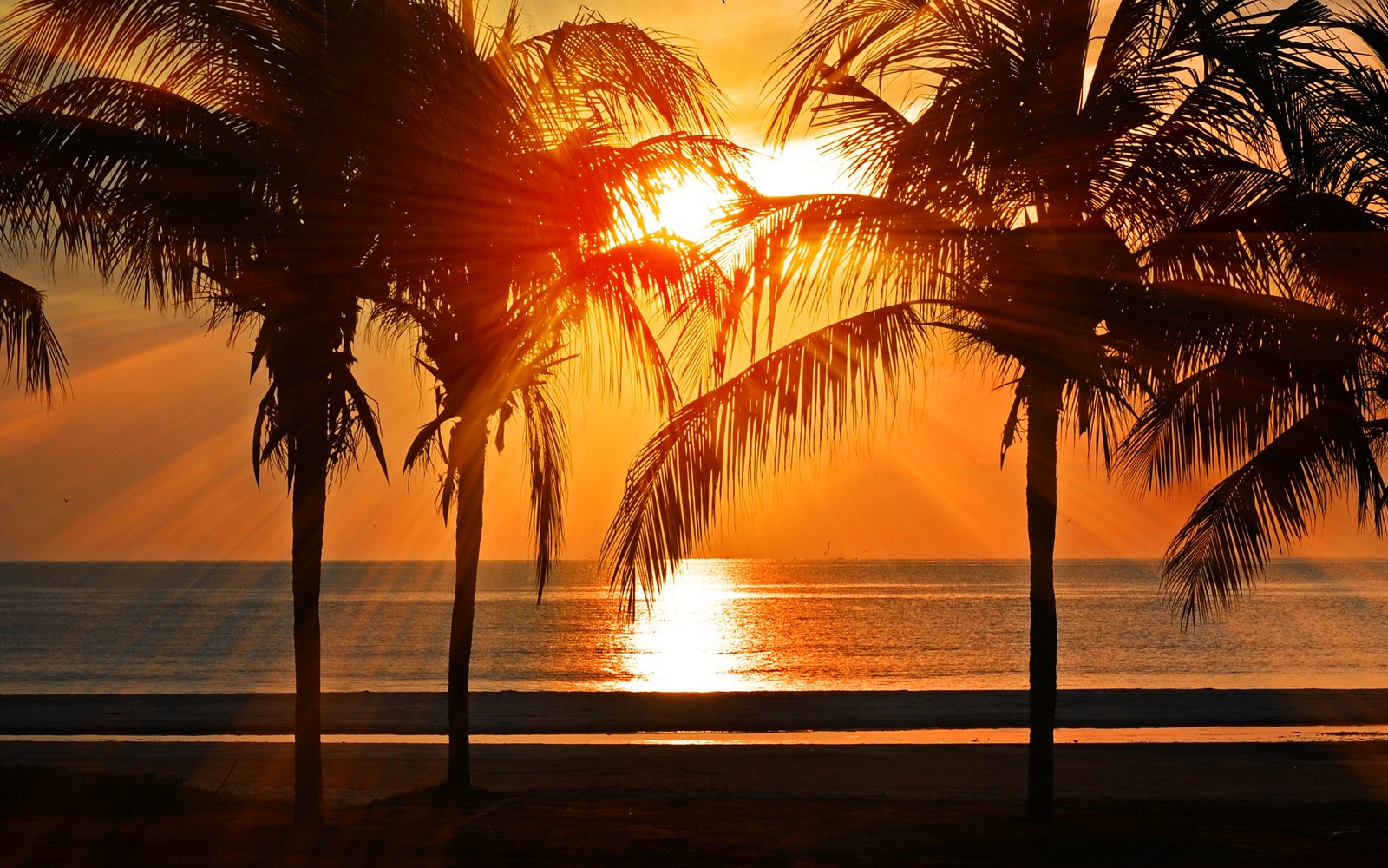 sunset, palm tree, sunrise, tropics, evening wallpaper