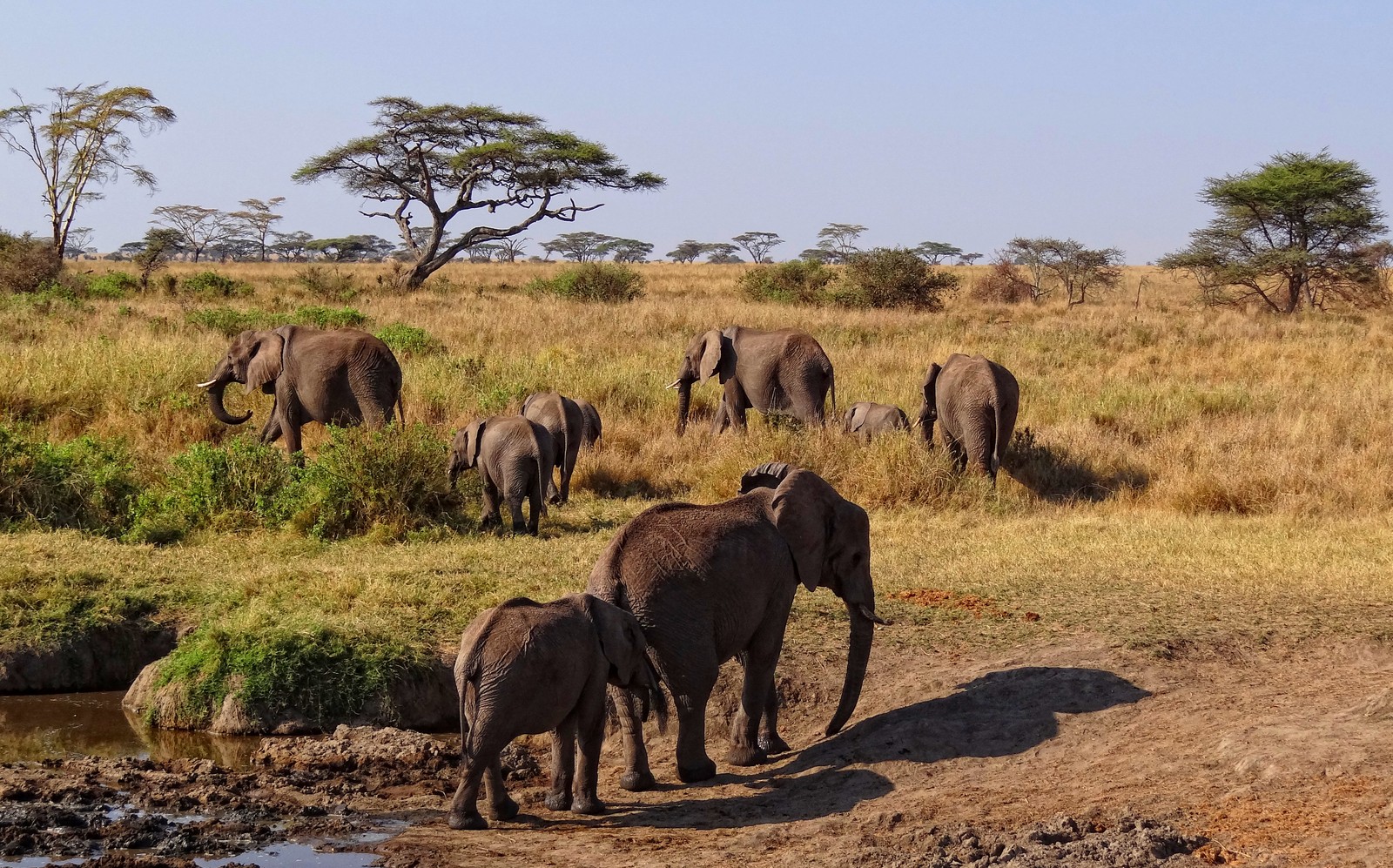 Des éléphants se promènent dans un champ près d'un point d'eau (parc national du serengeti, parc national, safari, parc, faune)