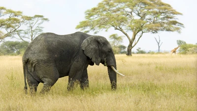 Majestic Elephant Roaming in the African Savanna