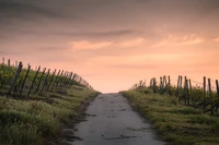 Pôr do sol sereno sobre o caminho da vinícola