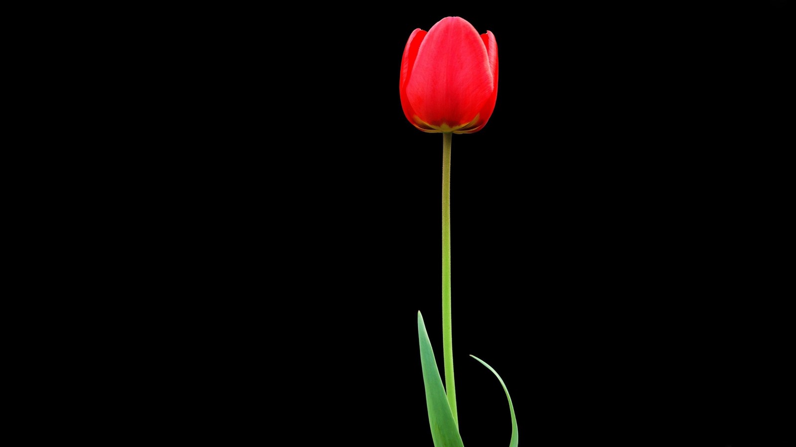 There is a single red flower that is in a vase (red, petal, plant stem, flowering plant, bud)