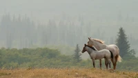 Wild Mustangs Grazing in a Serene Grassland Landscape