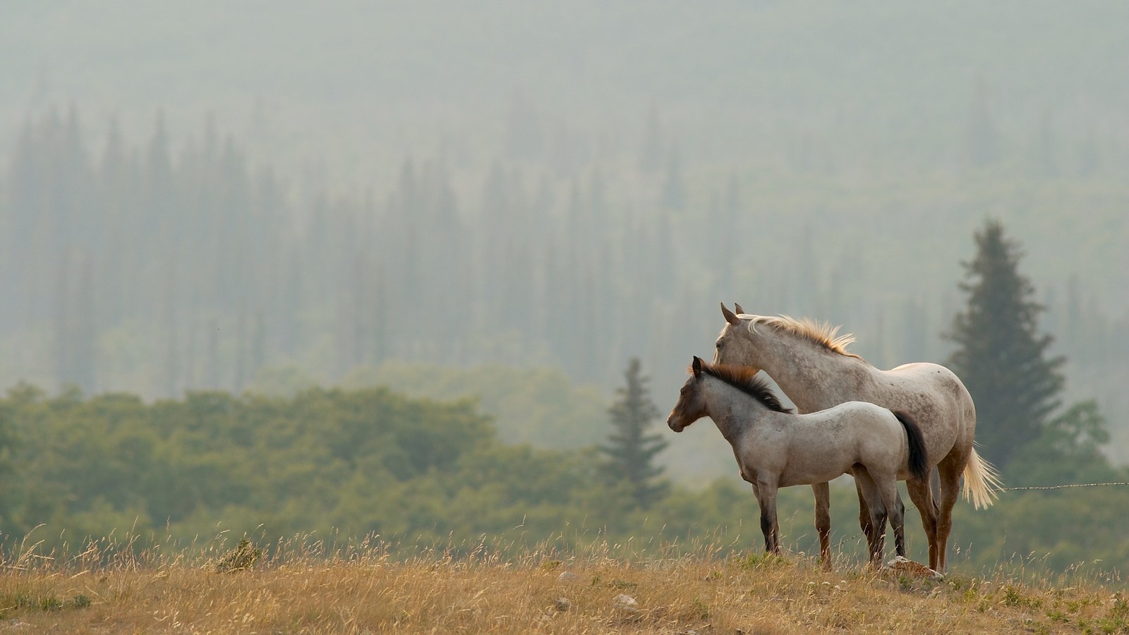 There are two horses standing in a field with trees in the background (horse, mustang horse, wildlife, pasture, mane)