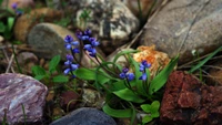 Lebendige blaue und lila Wildblumen zwischen Gartensteinen