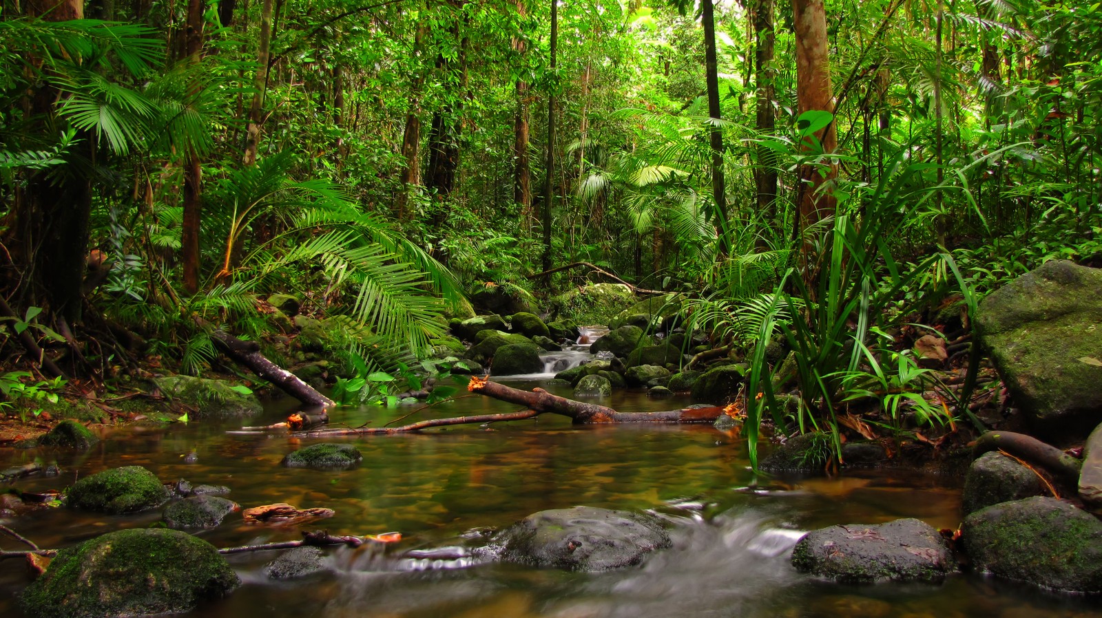 A view of a stream running through a lush green forest (jungle, tropical rainforest, rainforest, nature, vegetation)