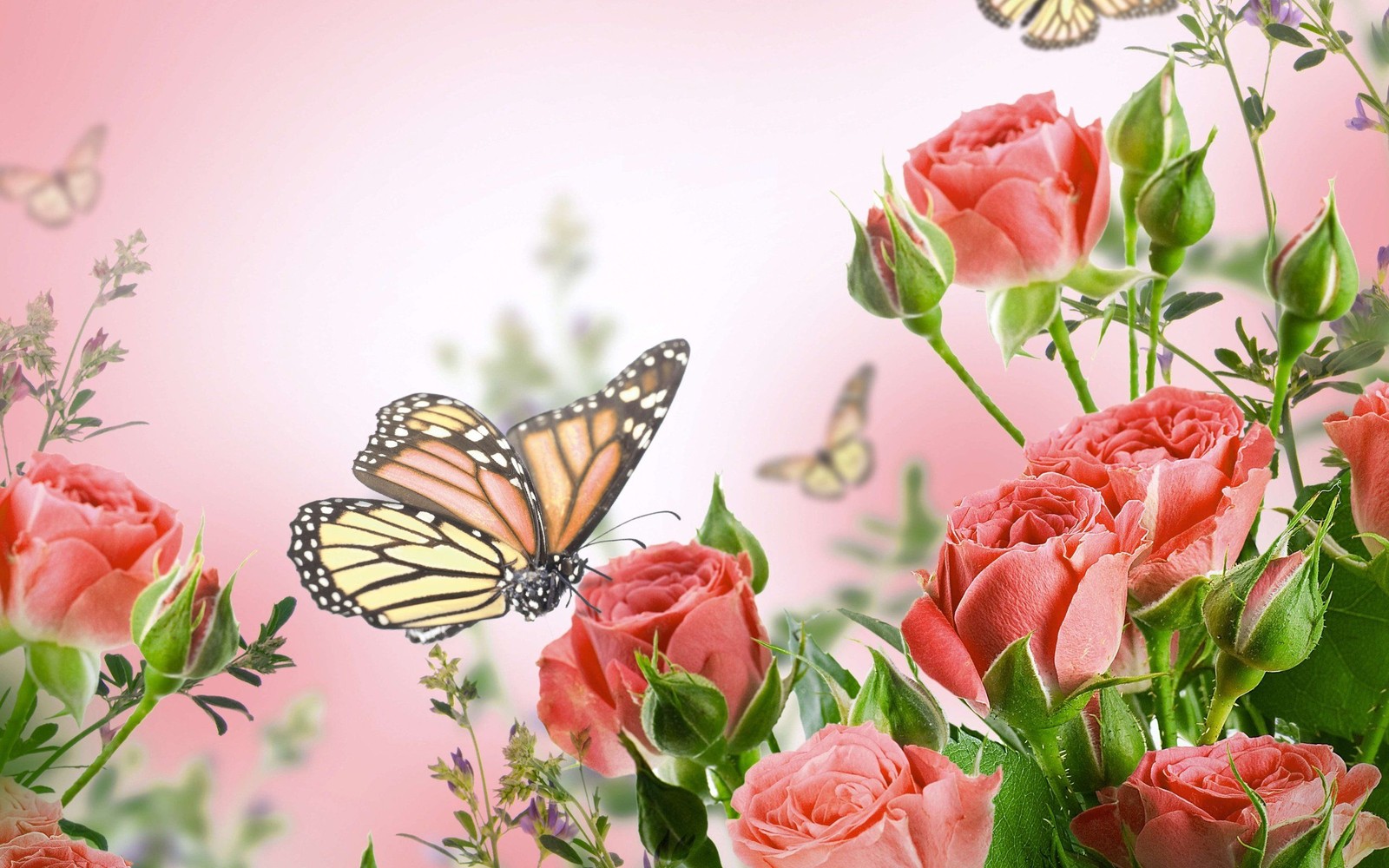 flower, rose, floral design, butterfly, moths and butterflies wallpaper