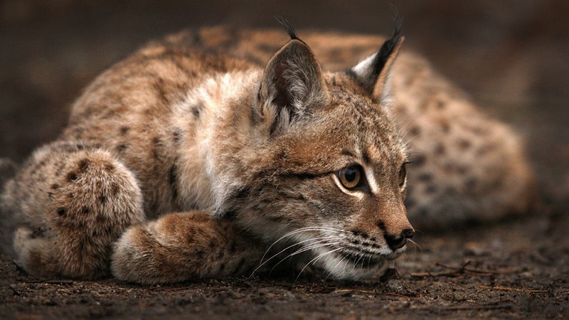 Близкий план рыси, лежащей на земле с головой на лапах (felidae, дикая кошка, дикая природа, усы, наземное животное)