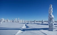 Нетронутый зимний пейзаж с деревьями, покрытыми снегом, под ясным голубым небом