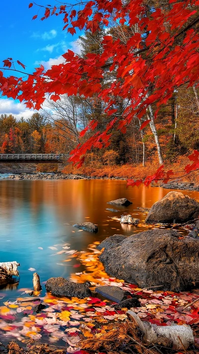 automne, beau, rouge, nature, beauté