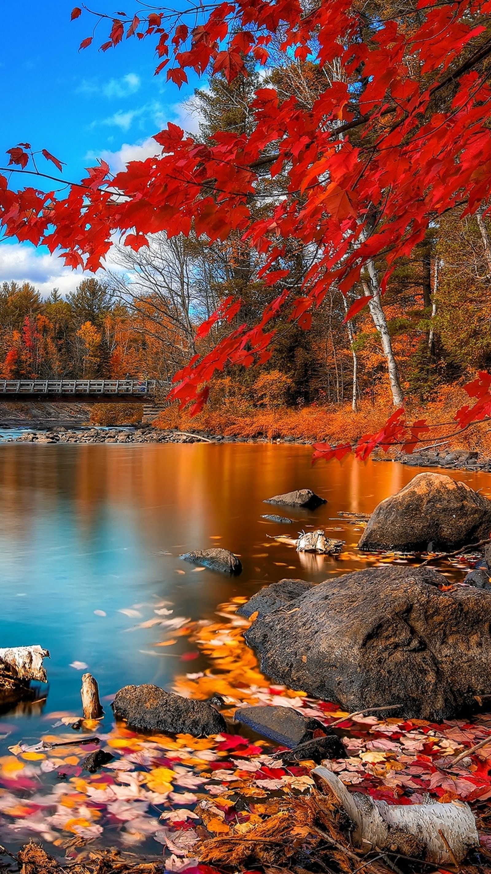 As árvores com folhas vermelhas estão na água e uma ponte está ao fundo (outono, bonito, vermelho, natureza, beleza)