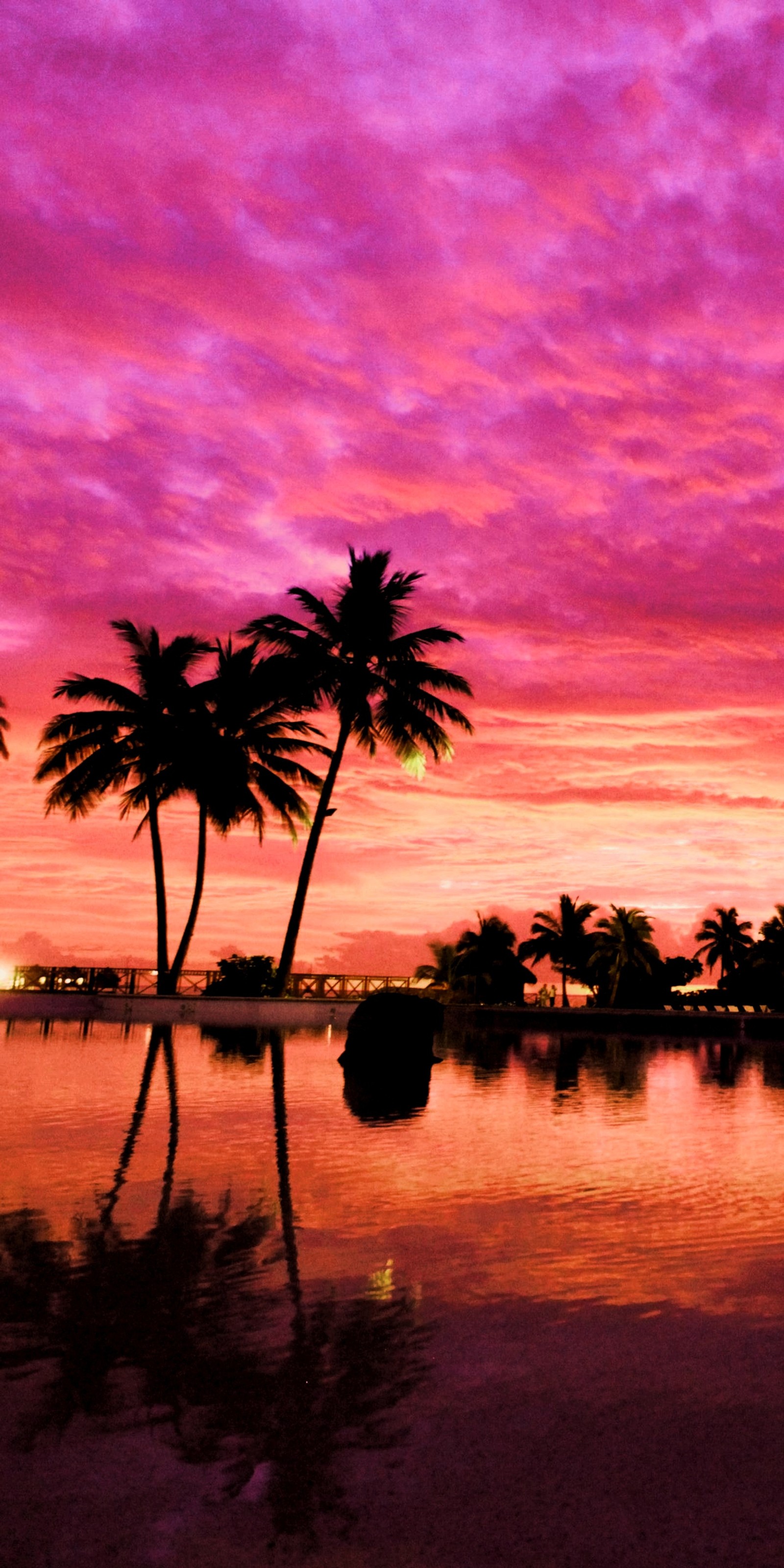 Coucher de soleil violet et rose avec des palmiers réfléchis dans l'eau (coucher de soleil, palmiers)