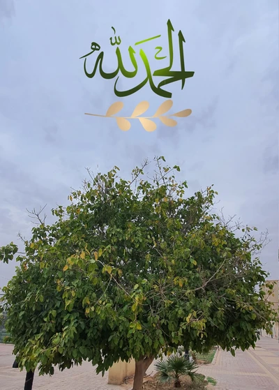 Un árbol frondoso bajo un cielo nublado, adornado con la caligrafía árabe de "الحمد لله" (Alhamdulillah).