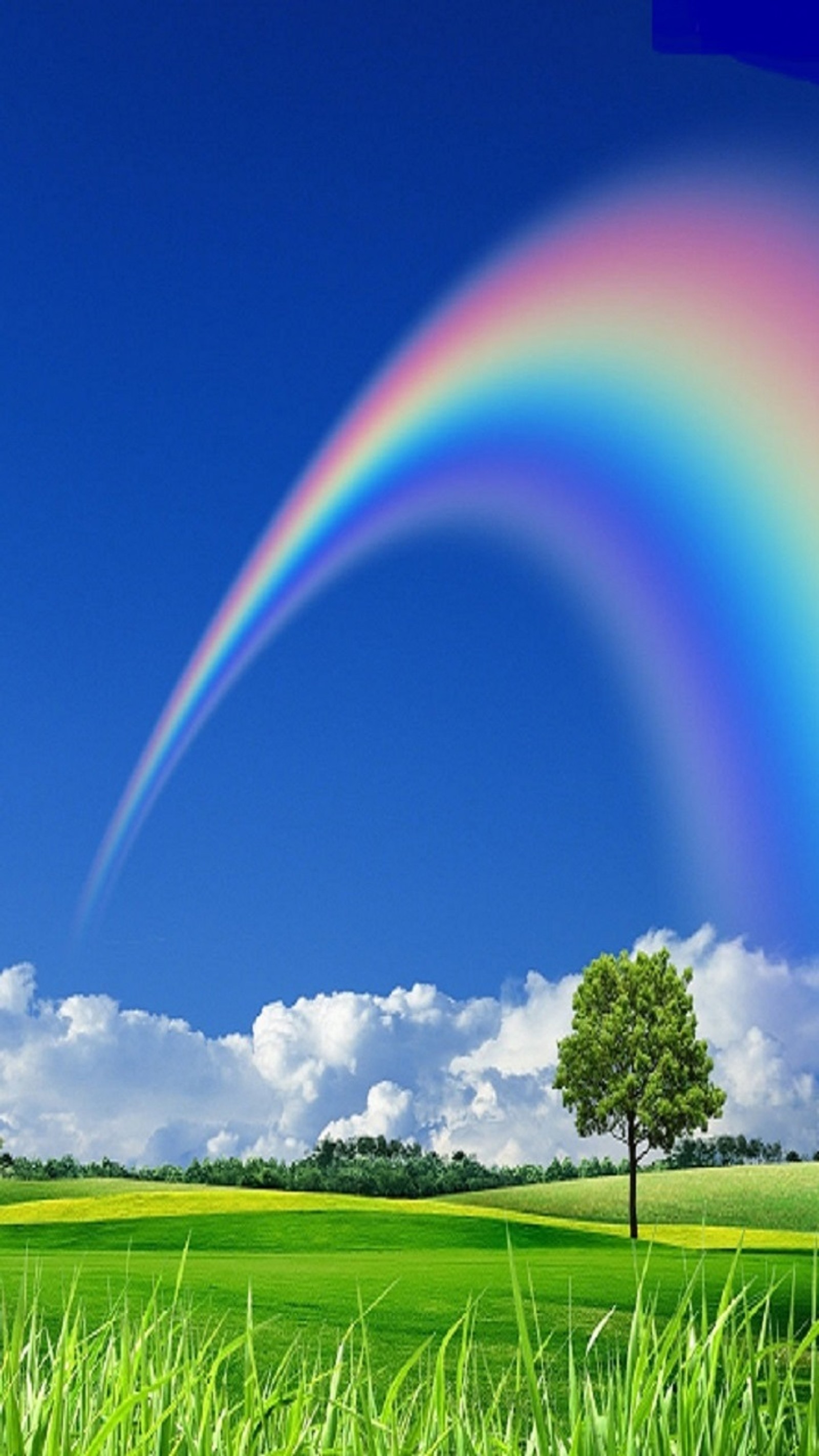 Un arc-en-ciel coloré dans un ciel bleu au-dessus d'un champ vert (nature, arc en ciel, arbre)