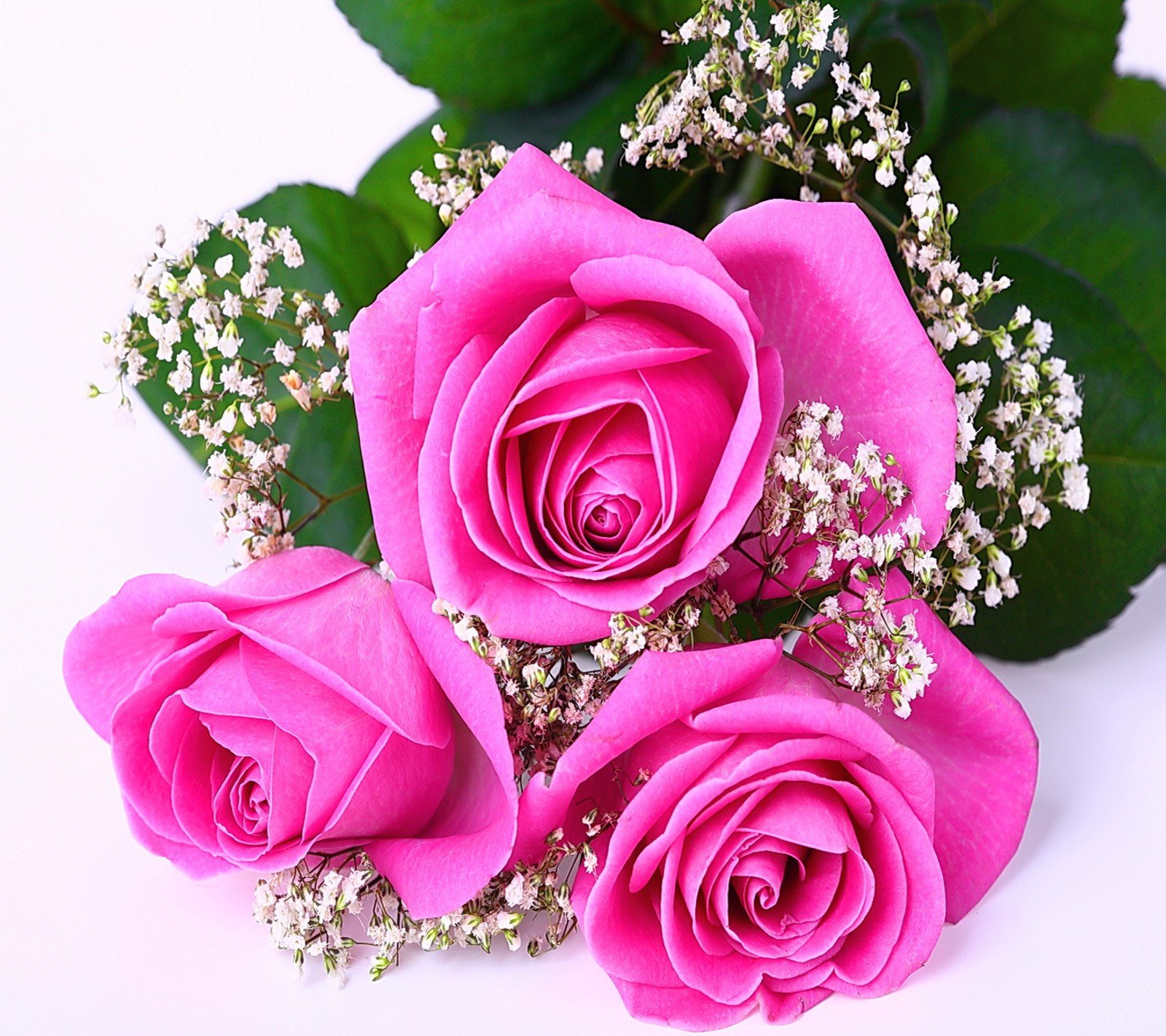 There are three pink roses with baby's breath on a white surface (love, pink, roses, valentine)