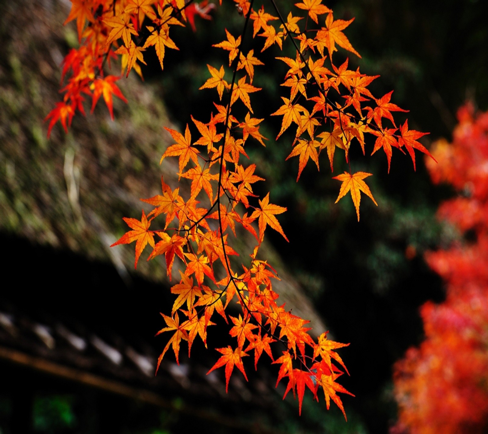 Gros plan d'un arbre avec des feuilles rouges (automne, branche, couleurs, feuilles, orange)