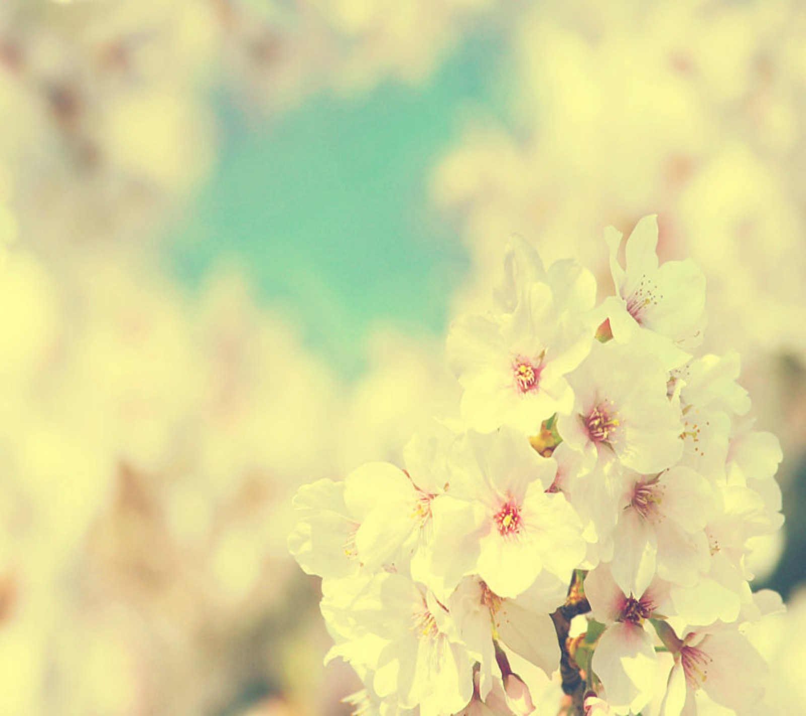 Un primer plano de un ramo de flores en un árbol (flores, s4, sakura)