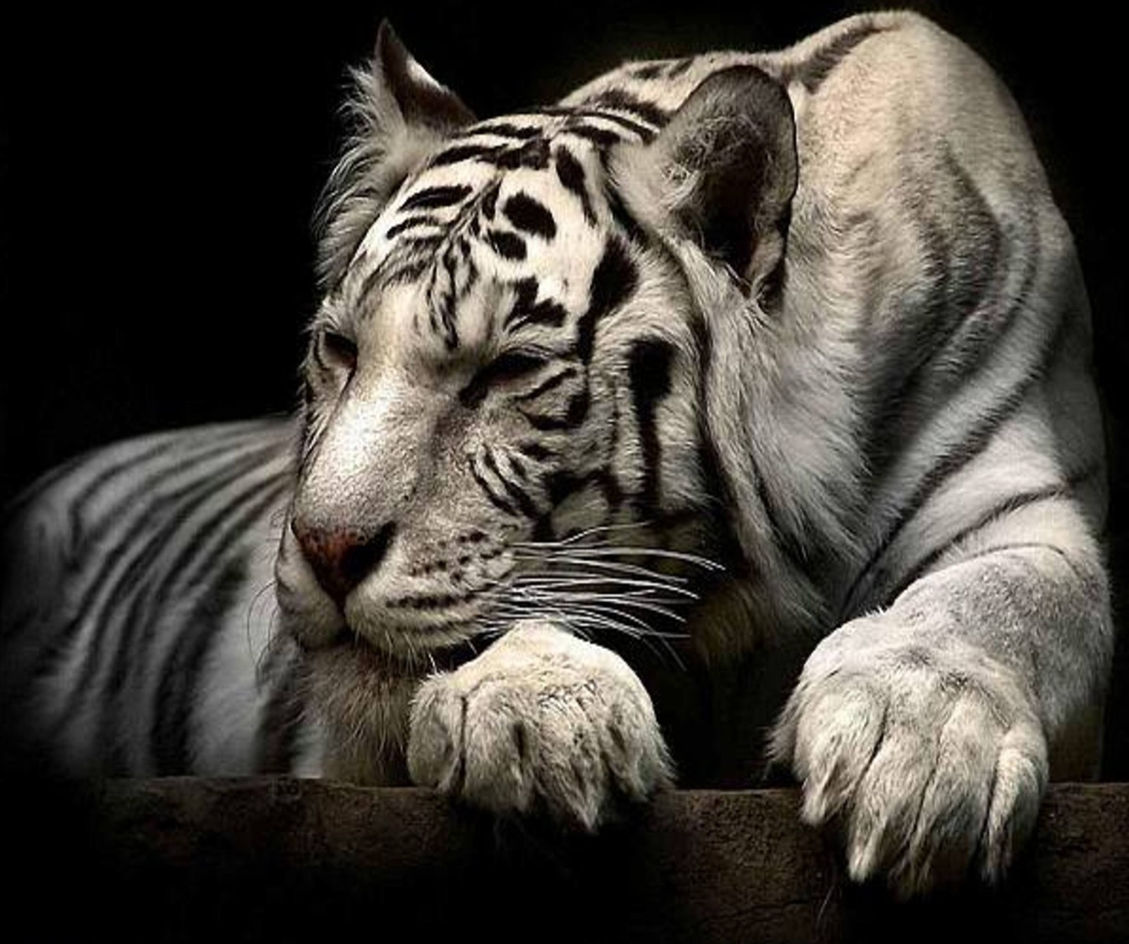 animals, tiger, white Download Wallpaper