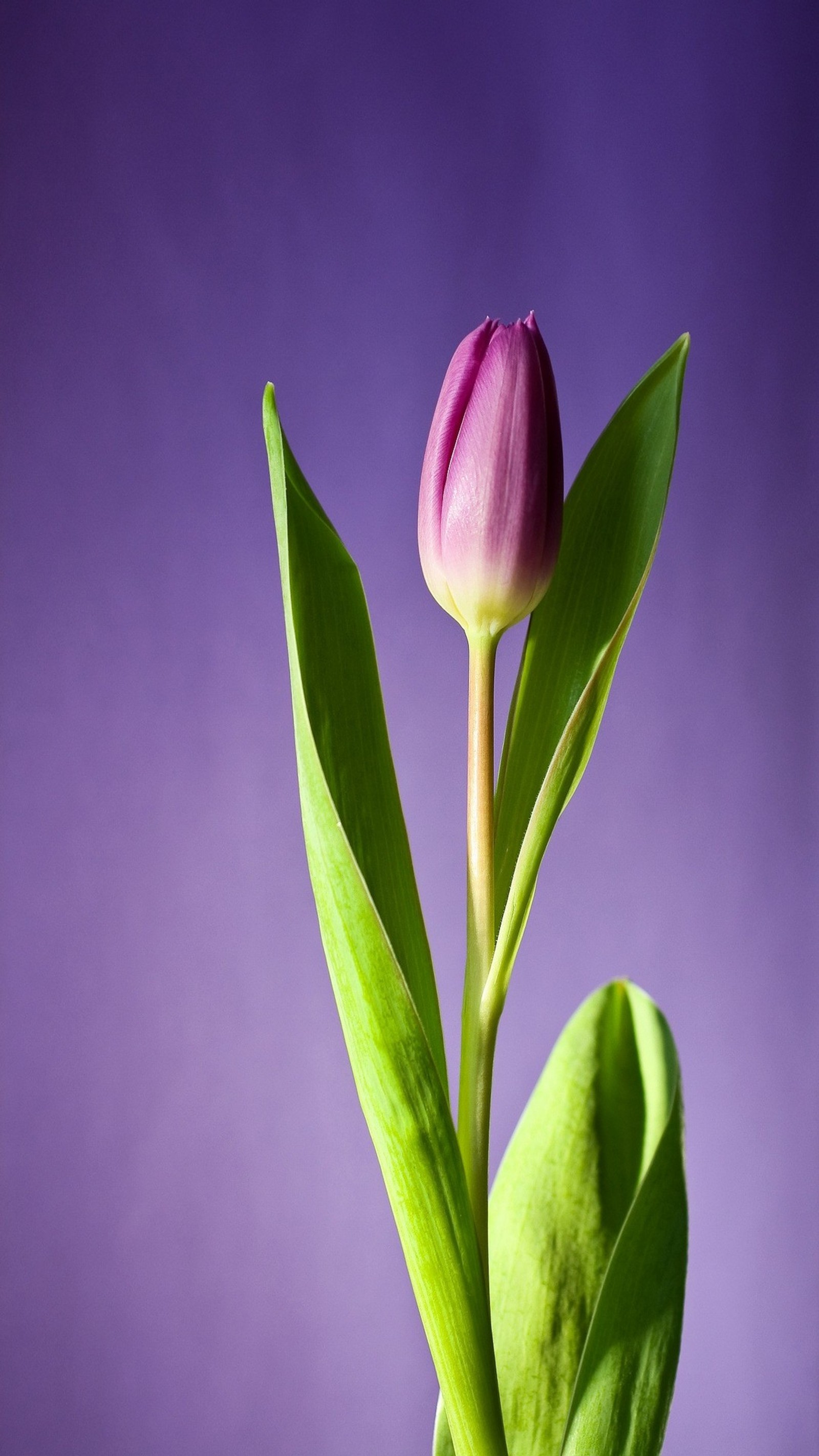 Purple tulip in a vase with green leaves on a purple background (bud, flower, tulip)