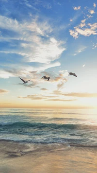 1080p, beach, birds, landscape, nature