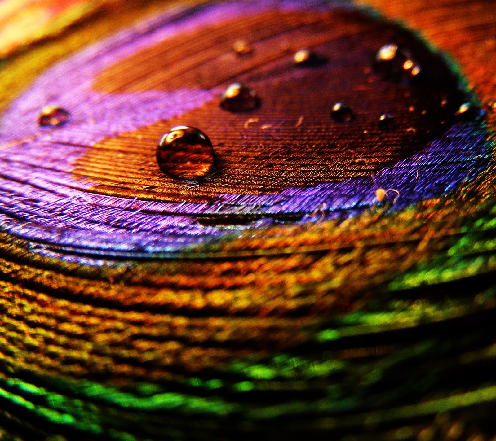 colorful, multicolor, peacock, rain, rainbow Download Wallpaper