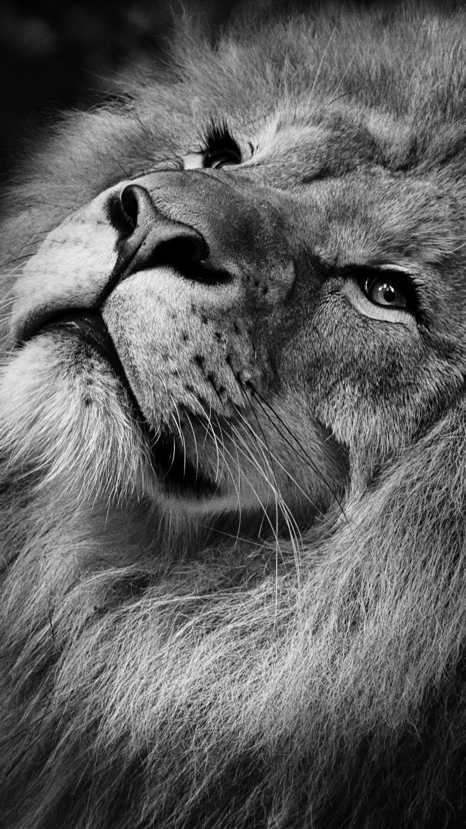 A close up of a lion with its head on its paws (lion king, lion, king)