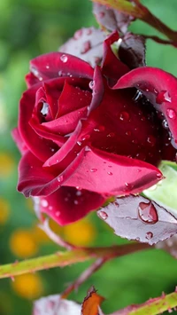 orvalho, gotas, macro, rosa, botão de rosa