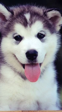 2017, cute, husky, puppy wallpaper