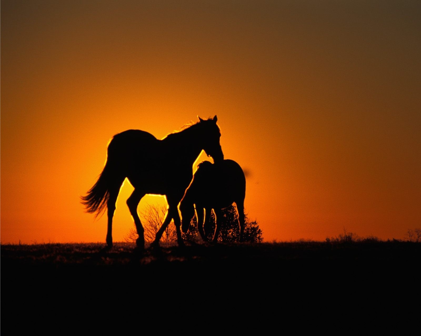 Los caballos caminan por el campo al atardecer (caballo, nat)