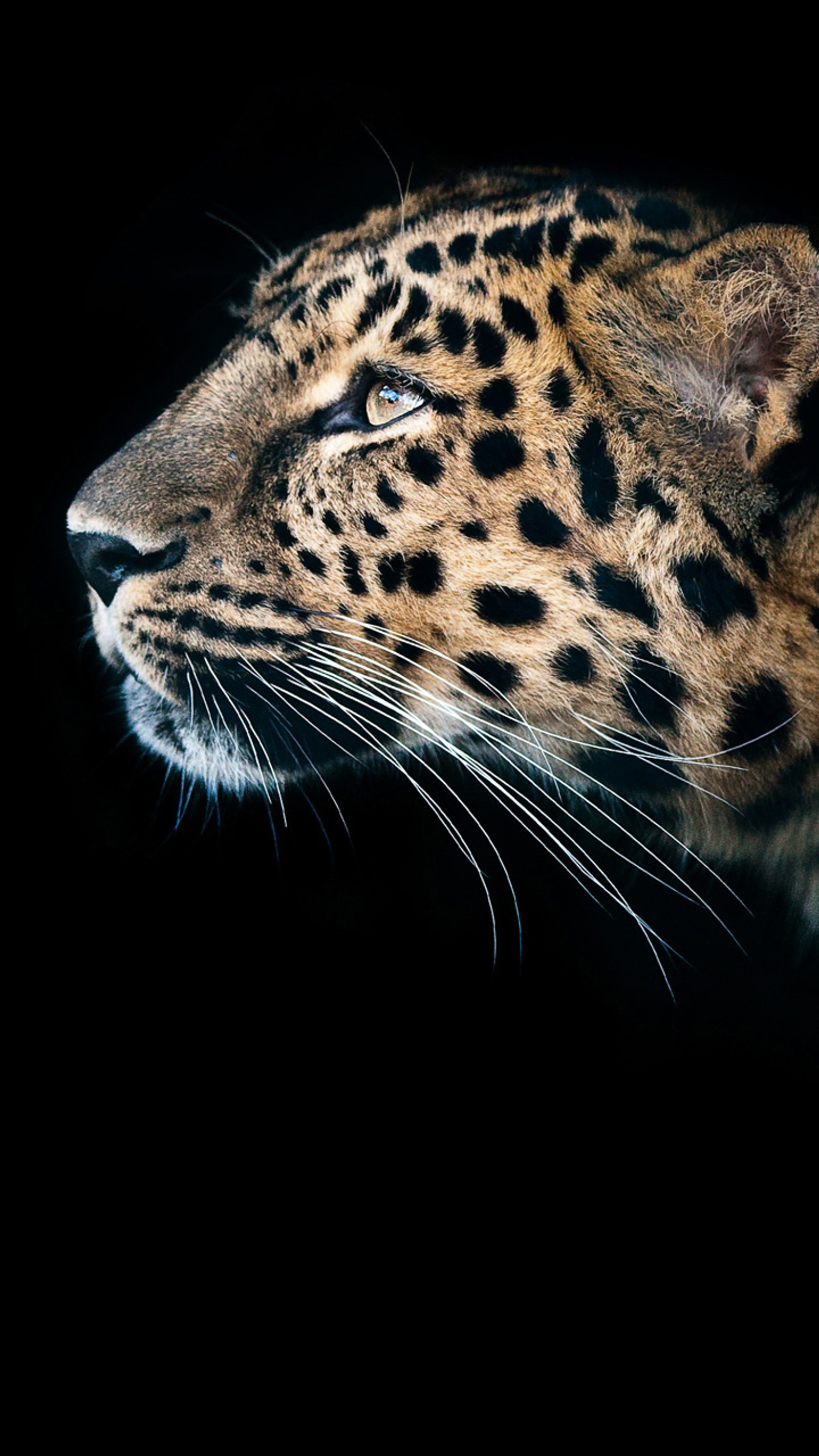 Luftaufnahme, die auf etwas im dunkeln mit schwarzem hintergrund schaut (tiere, safari)