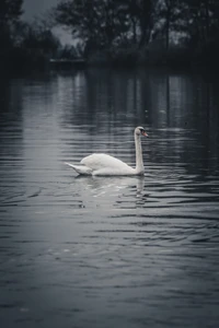 Elegant white swan gliding serenely on a reflective waterway.