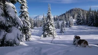 Hiver sauvage : Un beagle explorant une forêt de sapins couverte de neige