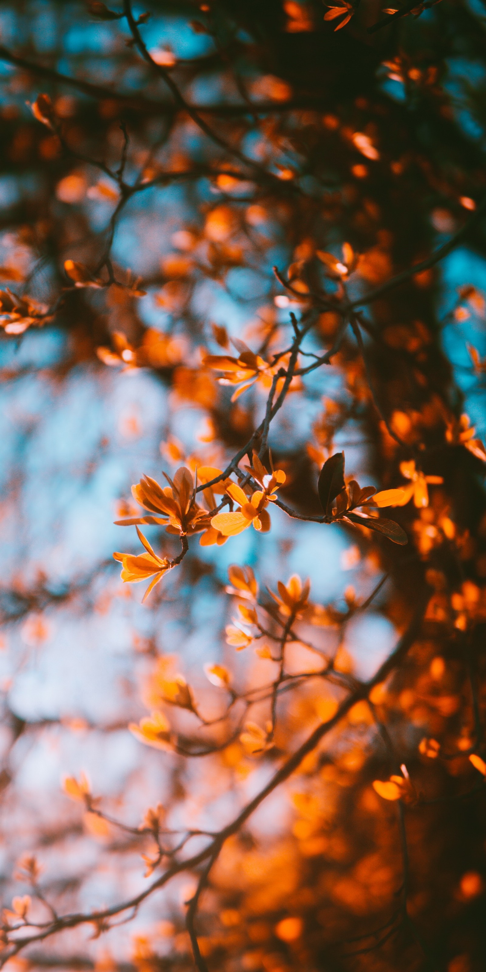 autumn, aesthetics, natural landscape, twig, orange wallpaper