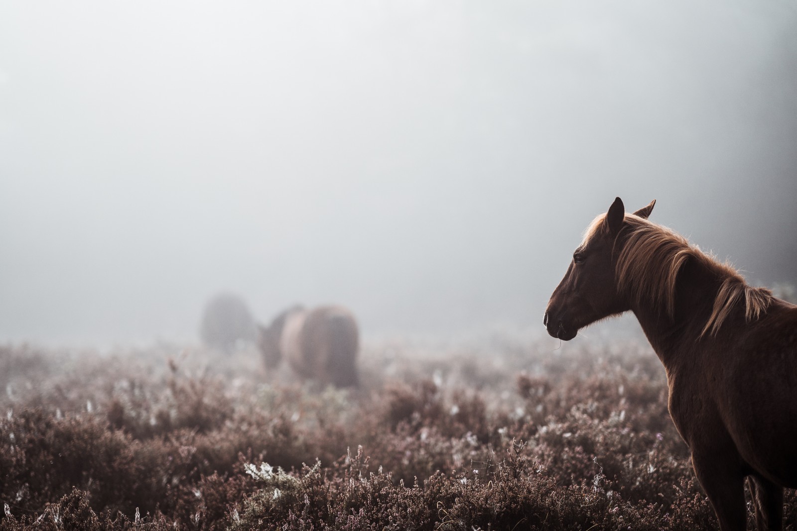 Cavalos em um campo de grama e ervas daninhas com névoa (cavalo, névoa, manhã, pradaria, fauna)