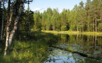 Paisagem ripária serena com bétulas e reflexos em águas tranquilas